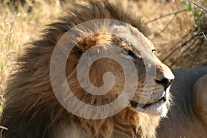 Lion, Botswana photo