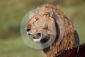 Lion with Buffalo prey in Masai Mara