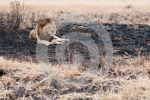 Lion in a burned field