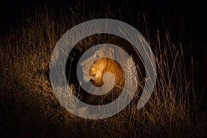 Lion in the bush at night