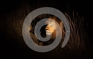 Lion in the bush at night