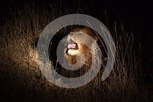 Lion in the bush at night