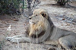 Lion in the bushveld