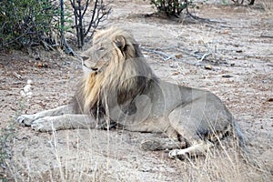 Lion in the bushveld