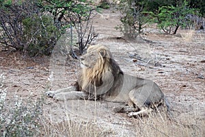 Lion in the bushveld