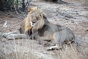 Lion in the bushveld
