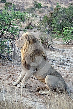 Lion in the bushveld