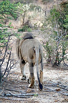 Lion in the bushveld