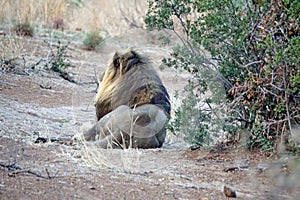 Lion in the bushveld