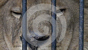 Lion in the cage