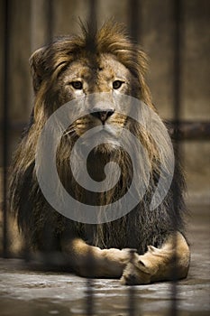 Lion in cage