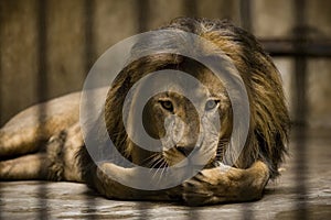 Lion in cage