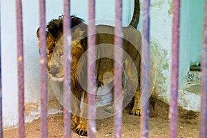 lion in cage behind bars at the zoo