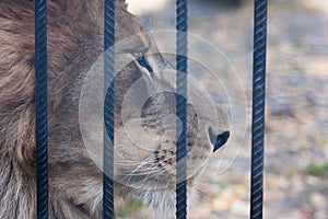 lion in a cage. lion behind an iron lattice