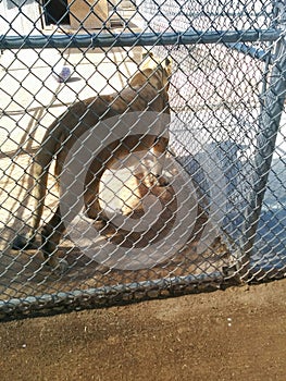 Lion in cage looking into next enclosure at Lion Habitat Ranch in Henderson, NV