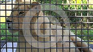 A lion in a cage at tropical zoo. lion in cage look at camera