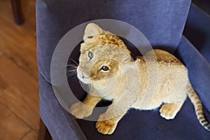 Lion calf looks up and stands on soft armchair photo