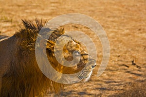 Lion in camouflage ready to hunt