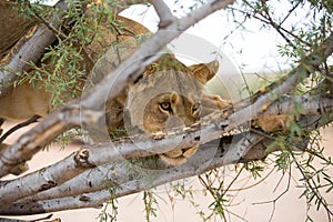 Lion camouflaged in a tree