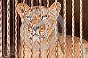 Lion in captivity