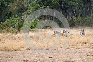 Lion Catching Zebra in Kenya Africa