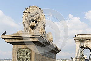 Lion of Chain Bridge in Budapest, Hungary