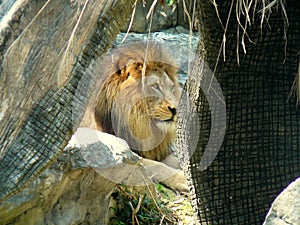 Lion at Chaing Mai, Thailand Zoo