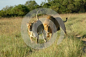 Lion chasing lioness