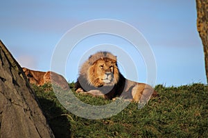 Lion chilling in the grass