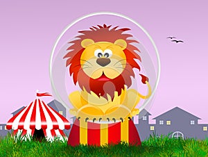 Lion in the circo photo