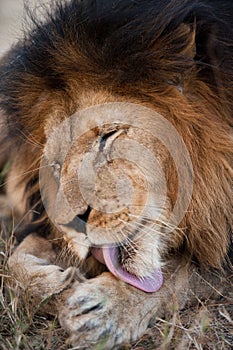 Lion cleaning himself