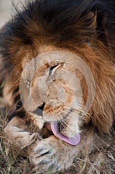 Lion cleaning himself
