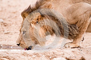 Lion in close up drinking at waterhole, Kgalagadi Park, South Africa