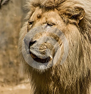 Lion close-up in the sun