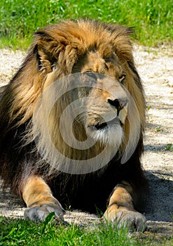 Lion photo