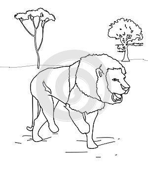 Lion coloring page