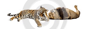 Lion comforting Tiger, lying down together, isolated on white