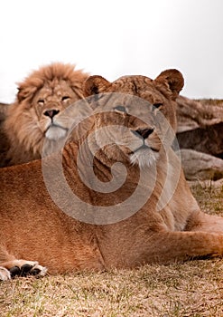 Lion couple