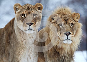 Lion couple