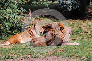 Lion couple dozing together