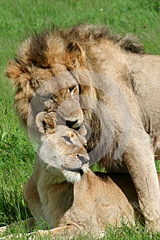 Lion couple mating, Okavango