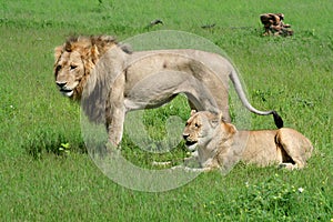 Lion couple in between mating, Okavango