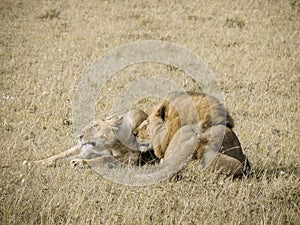 A Lion Couple Sharing a Passionate Moment.