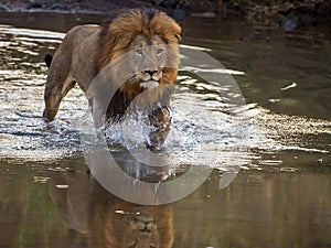 Lion crossing river photo