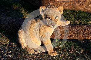 Lion Cub