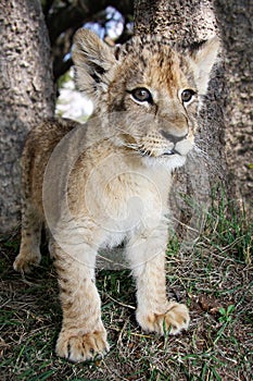 Lion Cub