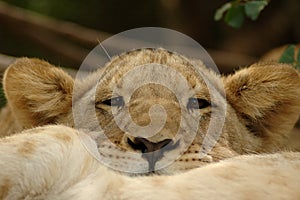 Lion cub photo