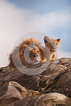 Lion and cub