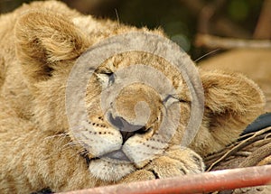 Lion cub photo