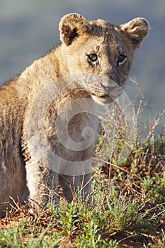 Lion cub